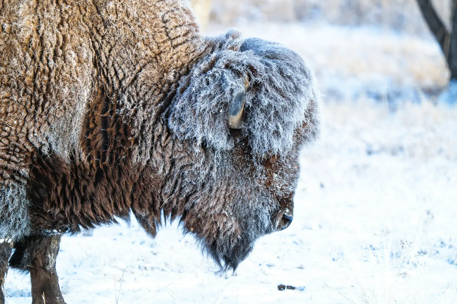 A frost-covered bison in a snowy landscape